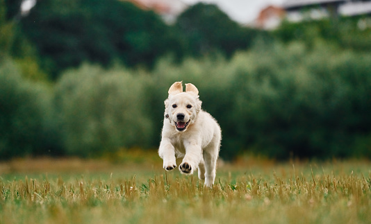 Front view. Active puppy of golden retriever is running on the green field.