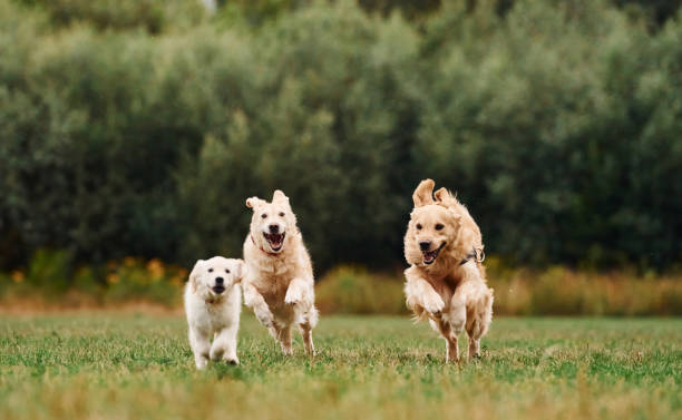 istock Three golden retrievers are running outdoors on the green field 1819997019