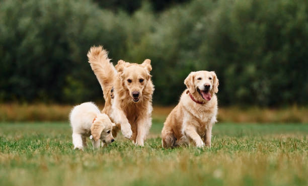 istock Three golden retrievers are running outdoors on the green field 1819997022