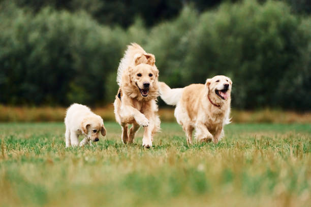 istock Three golden retrievers are running outdoors on the green field 1819997023