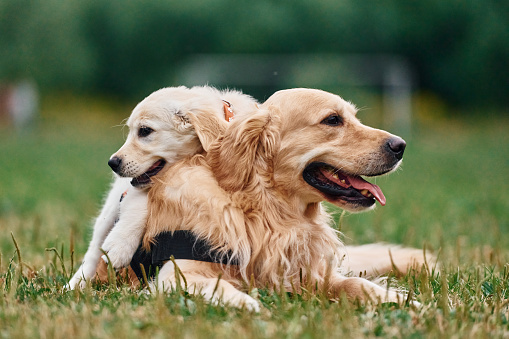 Adult and puppy golden retrievers. Two dogs are on the field outdoors.