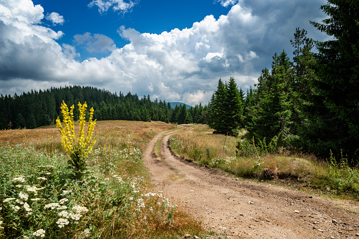 Trail or road through the grassy field in a summer day, bright blue sky.