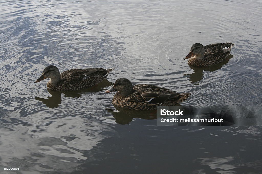 Three Ducks Three Mallard ducks on the water Animal Stock Photo