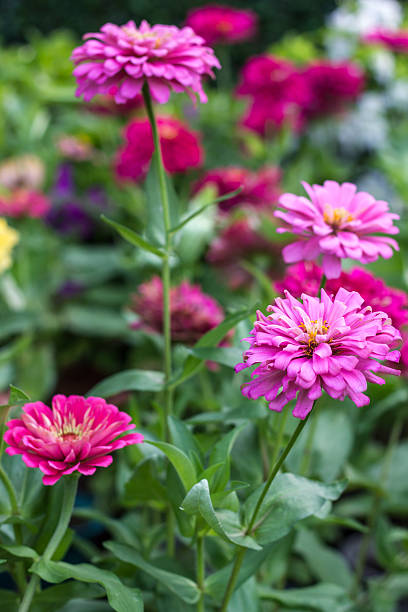 istock colorful chrysanthemum In the parks 182001585