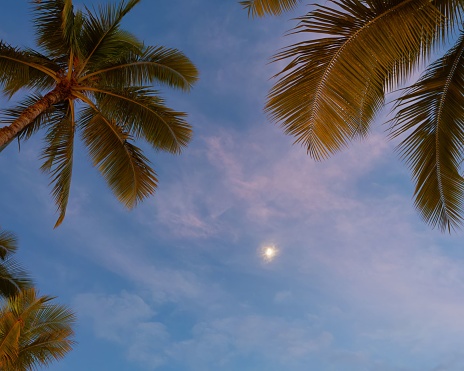 A tranquil scene of tall palm trees silhouetted against a cloudy sky illuminated by the moonlight.
