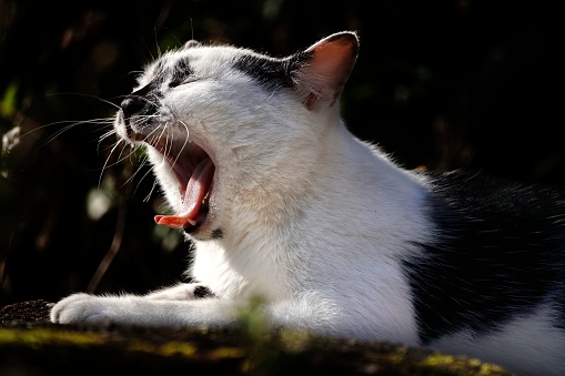 An adorable black and white cat is posing with its mouth and tongue wide open in a playful manner