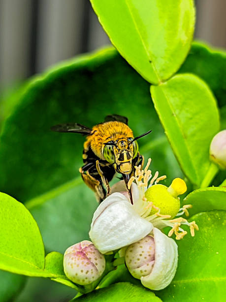 istock Amegilla Blue banded bees are looking for flower nectar. 1820026901