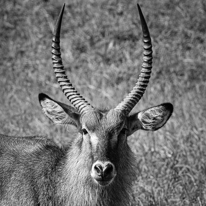 African Waterbuck, Wildlife Photography, Animal Photo Print, Nature Wall Art, Kenya
