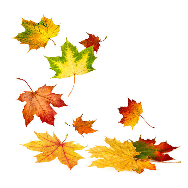 istock Beautiful autumn leaves falling down 182002962