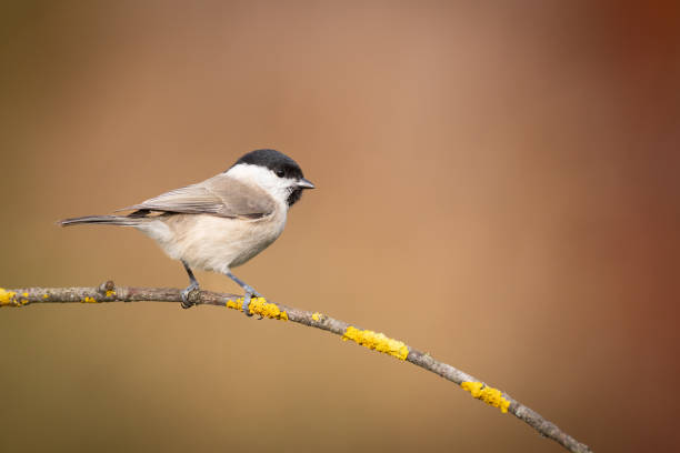 istock Bird - Marsh Tit perched on tree, winter in wildlife Poland Europe 1820032846