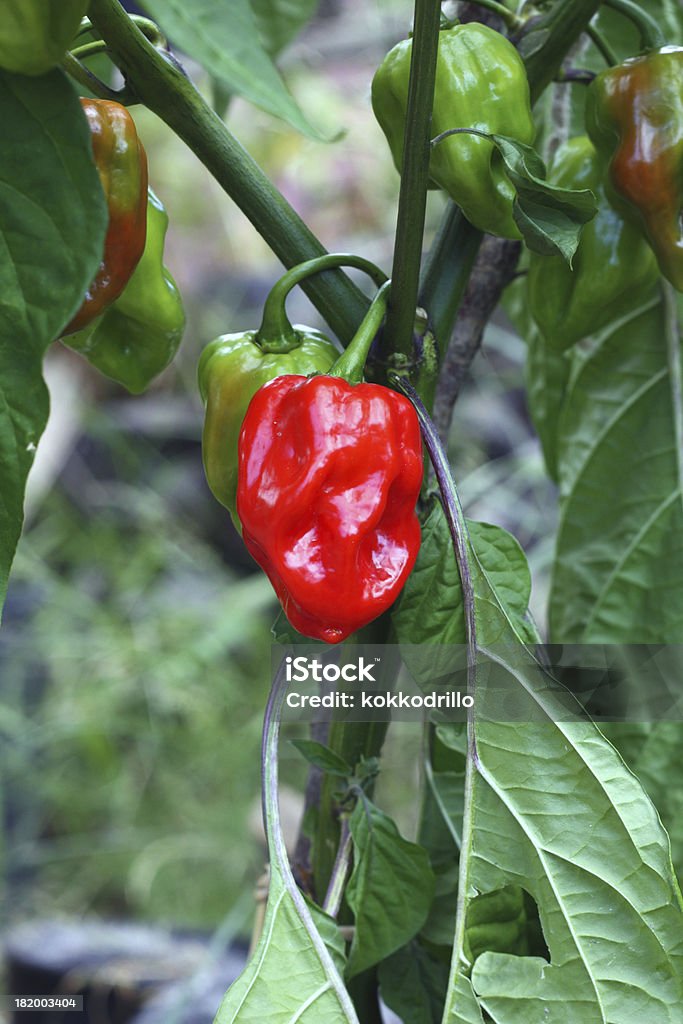 Habanero plant Plants of habanero scotch bonnet chili pepper with fruit Chili Pepper Stock Photo