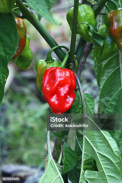 Habanero Plant Stock Photo - Download Image Now - Chili Pepper, Food, Freshness