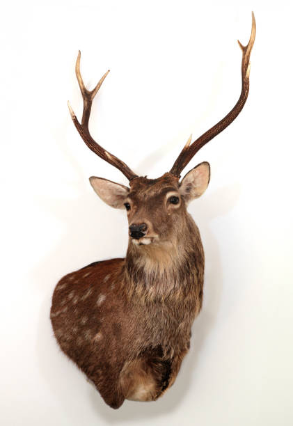 trofeo della testa di tassidermia del cervo sika. corna a otto punte. cervus nippon. cervo maculato settentrionale. cervo giapponese - deer stag wall animal head foto e immagini stock