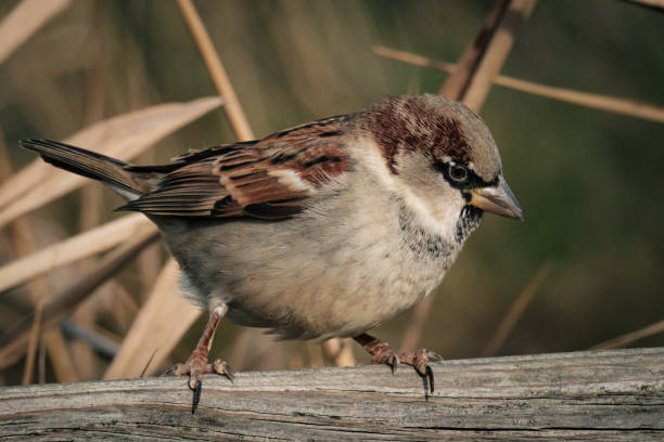 istock Little bird on a branch 1820035562