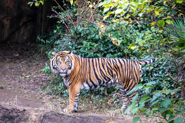 male sumatran tiger