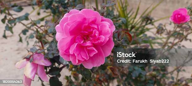 Gertrude Jekyll Stock Photo - Download Image Now - Architecture, Beauty, Building Exterior