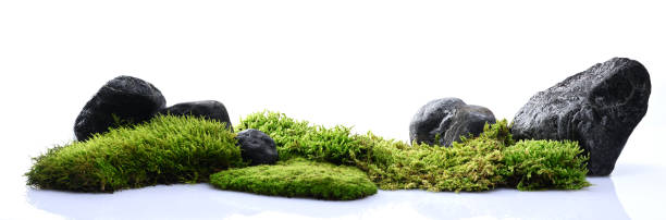 Nature background of stones and moss Nature background of stones and moss isolated on white moss stock pictures, royalty-free photos & images