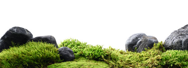 istock Nature background of stones and moss 1820058064