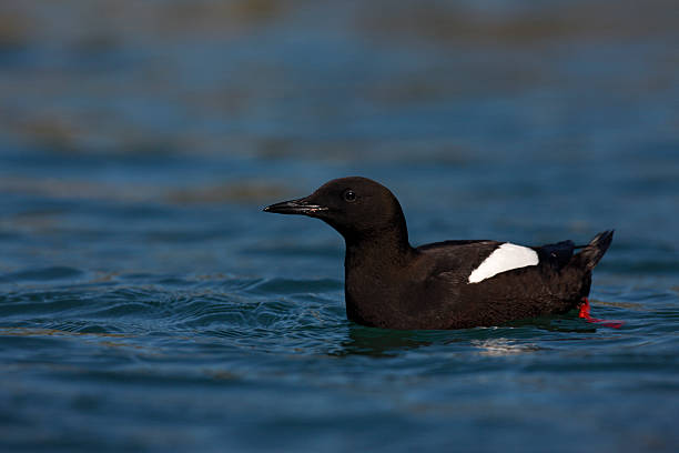 istock Black guillemot, Cepphus grylle 182006142