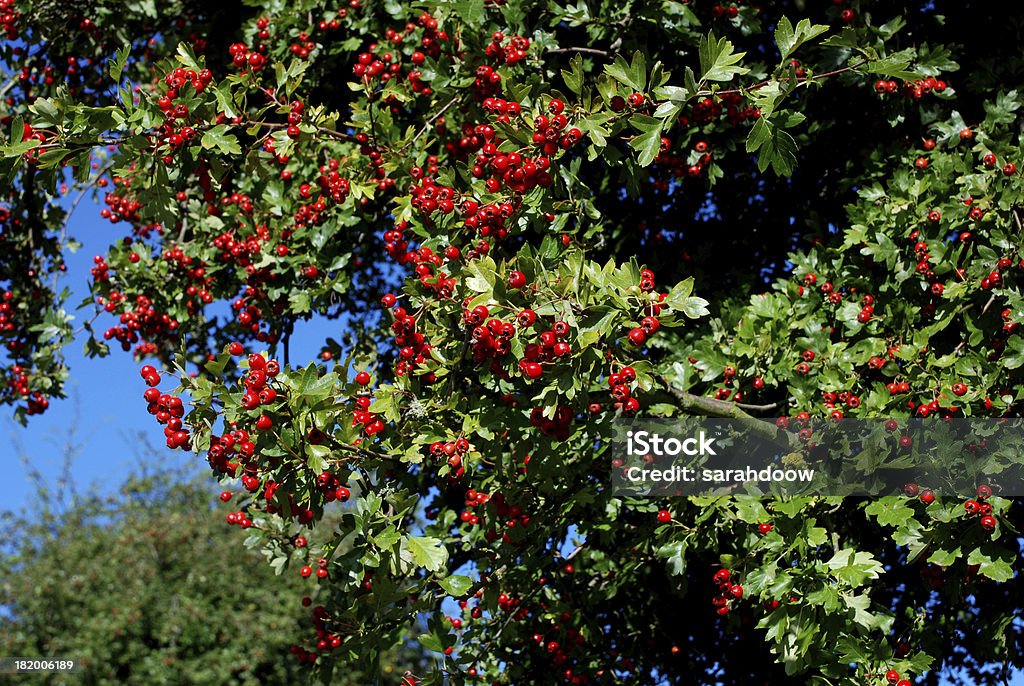 Hawthorn mit roten Beeren - Lizenzfrei Baum Stock-Foto