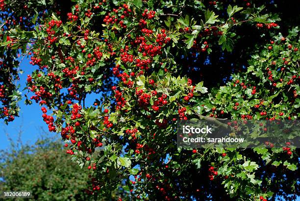 Hawthorn Z Czerwone Jagody - zdjęcia stockowe i więcej obrazów Bez ludzi - Bez ludzi, Czerwony, Drzewo