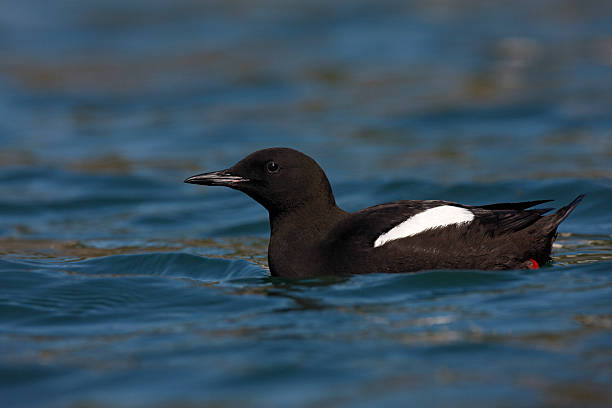 istock Black guillemot, Cepphus grylle 182006206