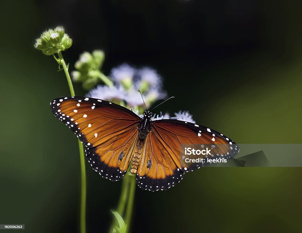 Mariposa reina - Foto de stock de Ala de animal libre de derechos
