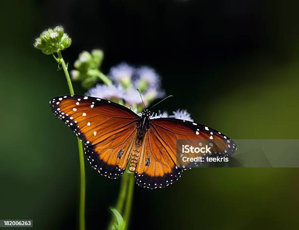 Mariposa Reina Foto de stock y más banco de imágenes de Ala de animal - Ala de animal, Alimentar, Antena - Parte del cuerpo animal