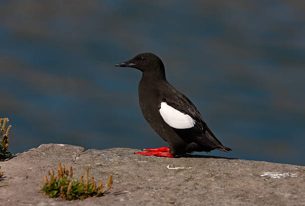 istock Black guillemot, Cepphus grylle 182006272