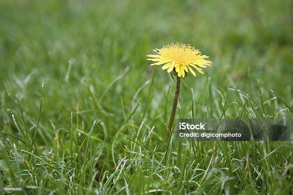 Fiore giallo su sfondo di erba - Foto stock royalty-free di Ambientazione esterna