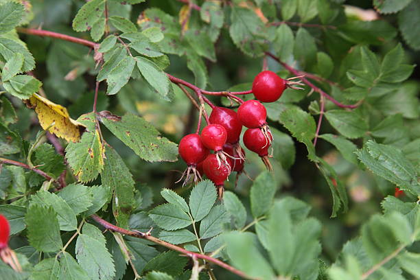 Wild Nootka Rose hips on a branch. Wild Nootka Rose (Rosa nutkana) fruit on a branch. The Nootka Rose is a Northwest native extending from northern California into Alaska. wild rose hip stock pictures, royalty-free photos & images