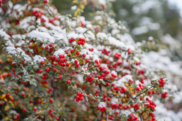 background of red berries in snow
