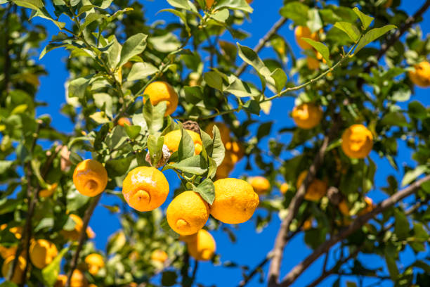 istock Ripe lemon fruits on lemon tree and blue sky at the background. 1820072534