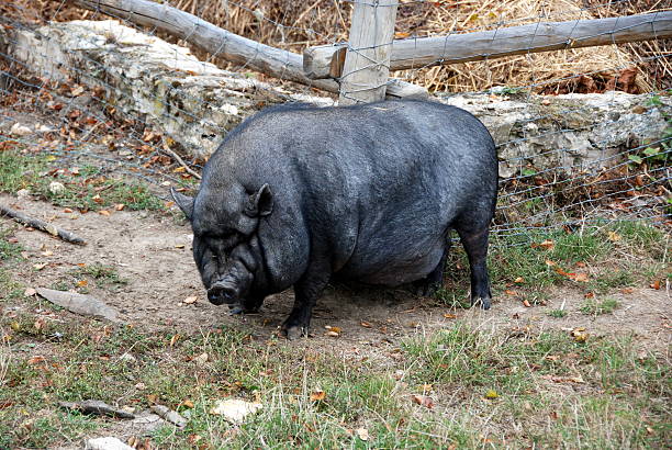 pig stock photo