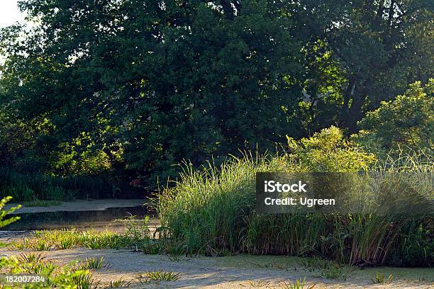 Pond Stockfoto und mehr Bilder von Alge - Alge, Aquatisches Lebewesen, Auf dem Wasser treiben