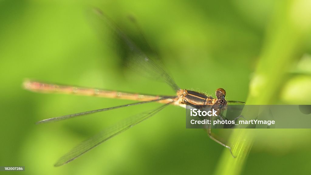 Libélula marrón - Foto de stock de Ala de animal libre de derechos