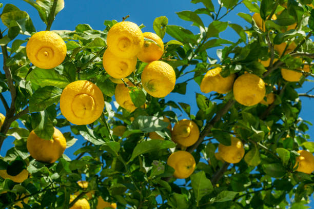 istock Ripe lemon fruits on lemon tree and blue sky at the background. View from below. 1820073616