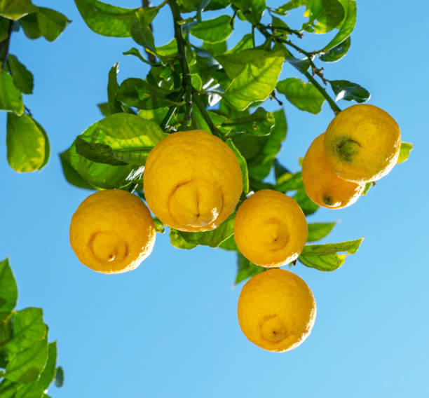 istock Ripe lemon fruits on lemon tree and blue sky at the background. View from below. 1820074205