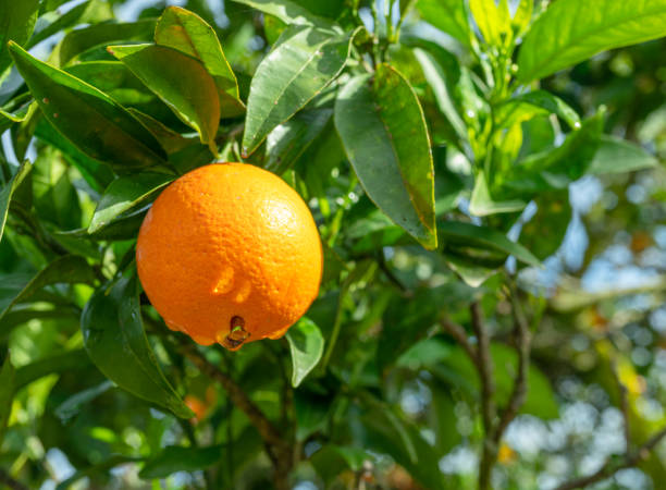 istock Ripe orange fruit on orange tree between lush foliage. View from below. 1820075028