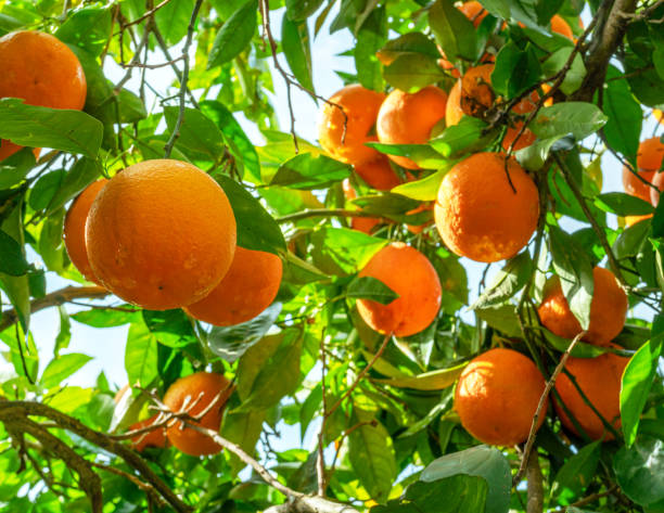 istock Ripe orange fruits on orange tree between lush foliage. View from below. 1820075848