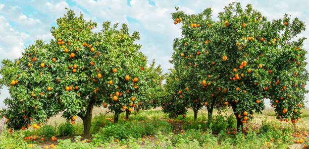 Cтоковое фото Апельсиновые деревья или citrus sinensis почти покрыты апельсинами. Отличный урожай в саду.