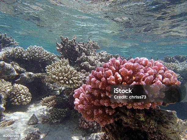 Schnorcheln Im Roten Meer Stockfoto und mehr Bilder von Blau - Blau, Bunt - Farbton, Farbton