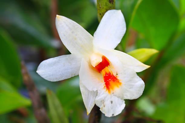 期間限定お値下げ！激レア！　Wild Orchids of Myanmar Endangered Beauties: Challenges in Conserving Malaysia's Wild