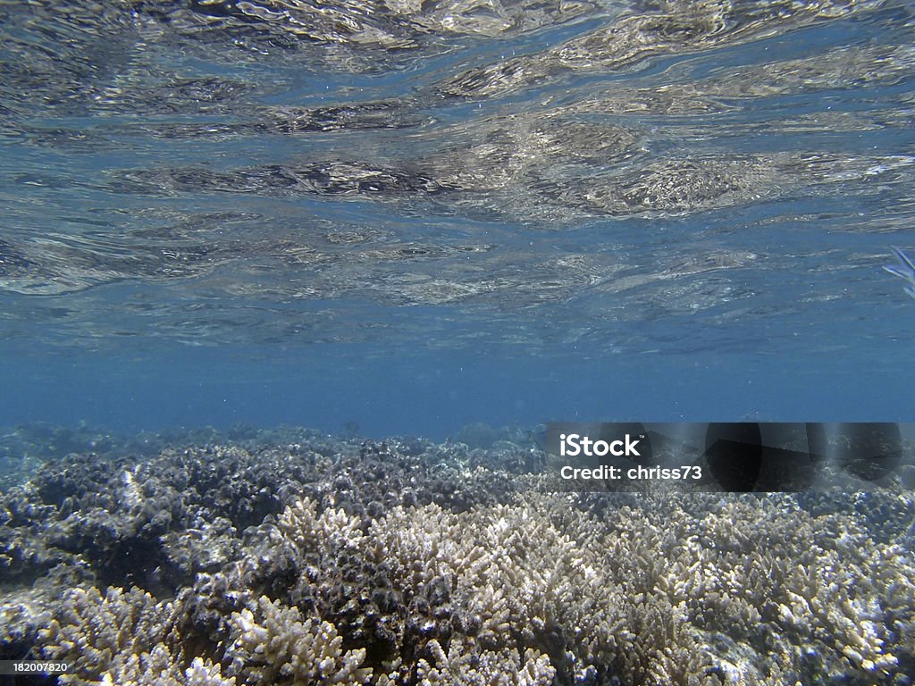 Подводное плавание с дыхательной трубкой в Красном море - Стоковые фото Без людей роялти-фри