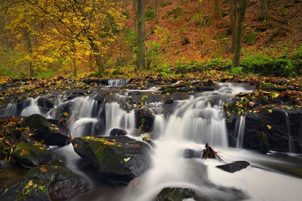 hermoso fondo natural colorido con un arroyo en el bosque y agua que fluye. tiempo de otoño y paisaje con la naturaleza. - autumn water leaf stream fotografías e imágenes de stock