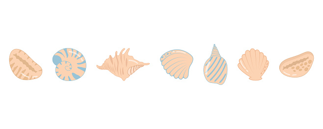 Sea shell set. Sea mollusks shell, collection of sea shells, ocean, underwater shells, exotic nature of the underwater world, sea animals, beach shell tropical nature. Vector flat illustration.