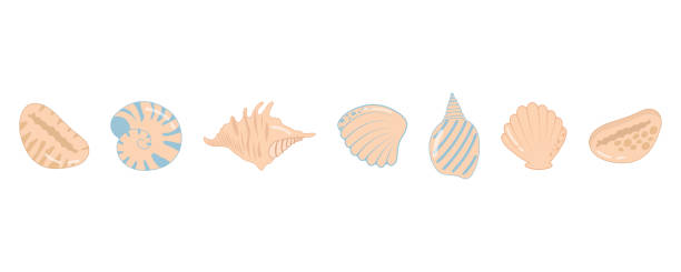 sea shell set. - 動畫 幅插畫檔、美工圖案、卡通及圖標