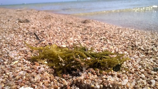 Algae on a beach against the background of the sea