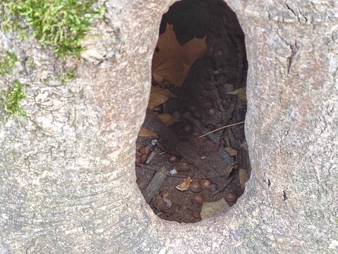 Hollow in tree in a city park