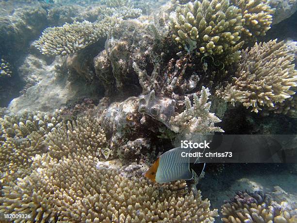 Buceo Con Esnórquel En El Mar Rojo Foto de stock y más banco de imágenes de Animal - Animal, Animal vertebrado, Animales salvajes